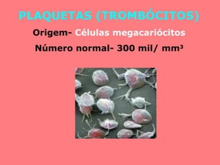 PLAQUETAS (TROMBÓCITOS)
Origem- Células megacariócitos
Número normal- 300 mil/ mm3
 
