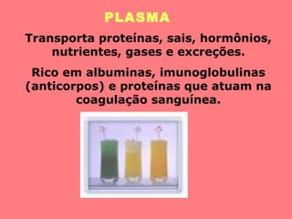 PLASMA
Transporta proteínas, sais, hormônios,
nutrientes, gases e excreções.
Rico em albuminas, imunoglobulinas
(anticorpos) e proteínas que atuam na
coagulação sanguínea.
 