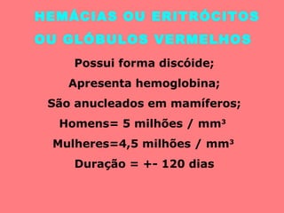 HEMÁCIAS OU ERITRÓCITOS
OU GLÓBULOS VERMELHOS
Possui forma discóide;
Apresenta hemoglobina;
São anucleados em mamíferos;
Homens= 5 milhões / mm3
Mulheres=4,5 milhões / mm3
Duração = +- 120 dias
 