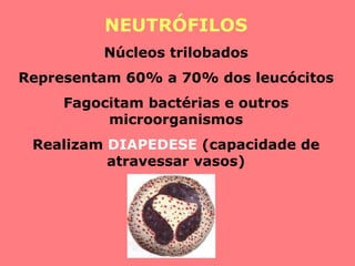 NEUTRÓFILOS Núcleos trilobados Representam 60% a 70% dos leucócitos Fagocitam bactérias e outros microorganismos Realizam  DIAPEDESE  (capacidade de atravessar vasos) 