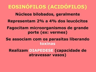 EOSINÓFILOS (ACIDÓFILOS) Núcleos bilobados, geralmente Representam 2% a 4% dos leucócitos Fagocitam microorganismos de grande porte (ex: vermes) Se associam com os parasitas liberando  toxinas Realizam  DIAPEDESE  (capacidade de atravessar vasos) 