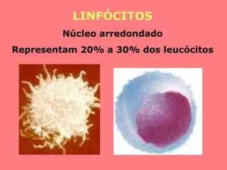 LINFÓCITOS Núcleo arredondado Representam 20% a 30% dos leucócitos 
