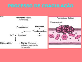 PROCESSO DE COAGULAÇÃO 