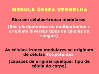 MEDULA ÓSSEA VERMELHA Rico em células-tronco medulares  (São pluripotentes ou multipotentes = originam diversos tipos de células do sangue) As células-tronco medulares se originam de células  Totipotentes  (capazes de originar qualquer tipo de célula do corpo) 