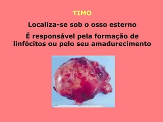 TIMO Localiza-se sob o osso esterno É responsável pela formação de linfócitos ou pelo seu amadurecimento 