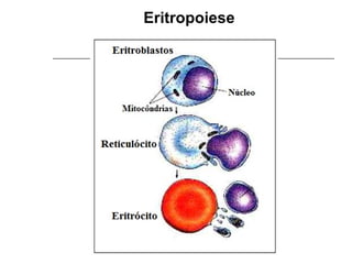 Eritropoiese
 