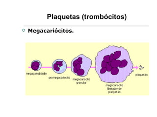 Plaquetas (trombócitos)
 Megacariócitos.
 