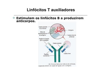 Linfócitos T auxiliadores
 Estimulam os linfócitos B a produzirem
anticorpos.
 