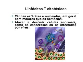 Linfócitos T citotóxicos
 Células esféricas e nucleadas, em geral
bem maiores que as hemácias.
 Atacar e destruir células anormais,
como as cancerosas ou as infectadas
por vírus.
 