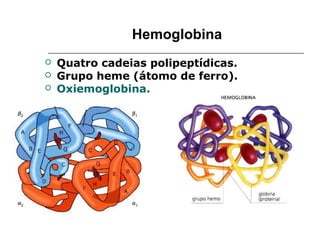 Hemoglobina
   Quatro cadeias polipeptídicas.
   Grupo heme (átomo de ferro).
   Oxiemoglobina.
 
