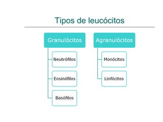 Tipos de leucócitos
 