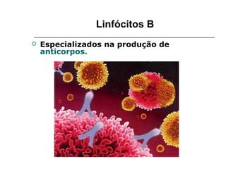 Linfócitos B
   Especializados na produção de
    anticorpos.
 