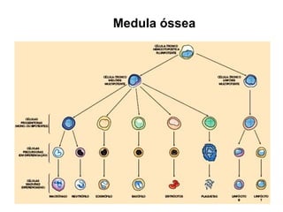 Medula óssea
 