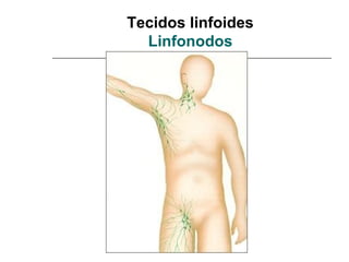 Tecidos linfoides
  Linfonodos
 