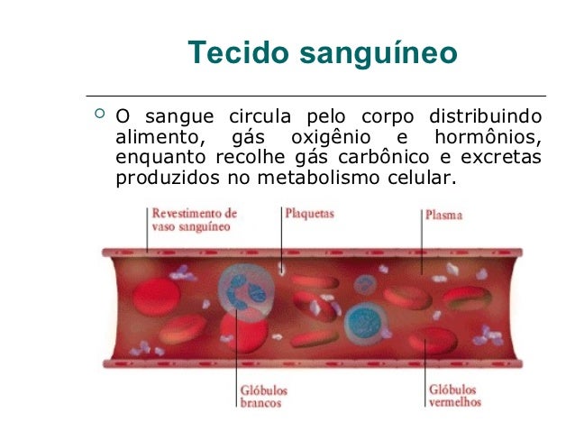 Tecido sanguineo