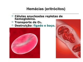 Hemácias (eritrócitos)
   Células anucleadas repletas de
    hemoglobina.
   Transporte de O2.
   Destruição: fígado e baço.
 