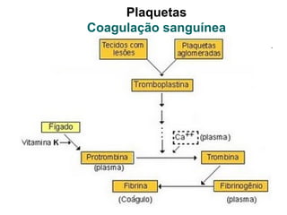 Plaquetas
Coagulação sanguínea
 