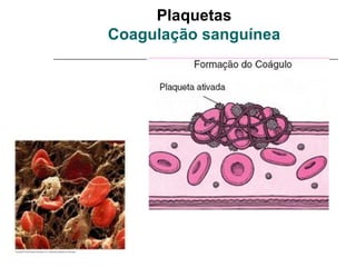 Plaquetas
Coagulação sanguínea
 