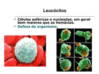 Leucócitos
 Células esféricas e nucleadas, em geral
bem maiores que as hemácias.
 Defesa do organismo.
 