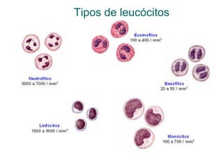 Tipos de leucócitos
 