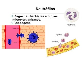 Neutrófilos
 Fagocitar bactérias e outros
micro-organismos.
 Diapedese.
 