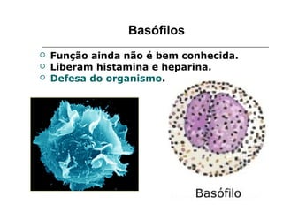 Basófilos
 Função ainda não é bem conhecida.
 Liberam histamina e heparina.
 Defesa do organismo.
 