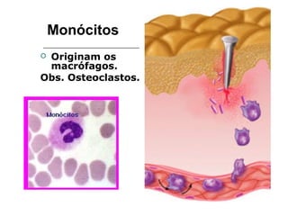 Monócitos
 Originam os
macrófagos.
Obs. Osteoclastos.
 