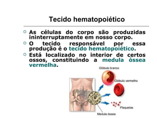 Tecido hematopoiético
 As células do corpo são produzidas
ininterruptamente em nosso corpo.
 O tecido responsável por essa
produção é o tecido hematopoiético.
 Está localizado no interior de certos
ossos, constituindo a medula óssea
vermelha.
 