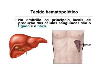 Tecido hematopoiético
 No embrião os principais locais de
produção das células sanguíneas são o
fígado e o baço.
 