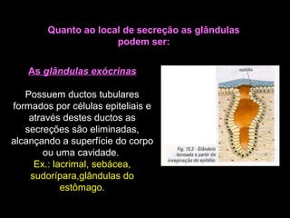 As glândulas exócrinas
Possuem ductos tubulares
formados por células epiteliais e
através destes ductos as
secreções são eliminadas,
alcançando a superfície do corpo
ou uma cavidade.
Ex.: lacrimal, sebácea,
sudorípara,glândulas do
estômago.
Quanto ao local de secreção as glândulas
podem ser:
 