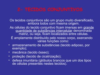 2- TECIDOS CONJUNTIVOS
Os tecidos conjuntivos são um grupo muito diversificado,
embora todos com mesma origem.
As células do tecido conjuntivo ficam imersas em grande
quantidade de substâncias intercelular denominada
matriz, ou seja, ficam localizados entre células.
É amplamente distribuído pelo nosso corpo, exercendo
várias funções como:
• armazenamento de substâncias (tecido adiposo, por
exemplo);
• mecânica (tecido ósseo);
• proteção (tecido de cicatrização);
• defesa imunitária (glóbulos brancos que um dos tipos
de células presentes nestes tecidos).
 