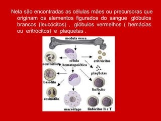 Nela são encontradas as células mães ou precursoras que 
originam  os  elementos  figurados  do  sangue   glóbulos  
brancos  (leucócitos)  ,   glóbulos  vermelhos  (  hemácias  
ou  eritrócitos)  e  plaquetas . 
 