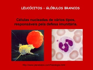 Células nucleadas de vários tipos,
responsáveis pela defesa imunitária.
LEUCÓCITOS – GLÓBULOS BRANCOS
http://www.planetabio.com/histologia.html
 