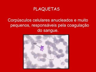 PLAQUETAS
Corpúsculos celulares anucleados e muito
pequenos, responsáveis pela coagulação
do sangue.
 