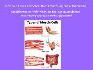 Devido as suas características morfológicas e funcionais,
consideram-se três tipos de tecidos musculares:
http://www.planetabio.com/histologia.html
 