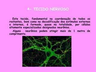 4- TECIDO NERVOSO
Este tecido, fundamental na coordenação de todos os
restantes, bem como na decodificação dos estímulos externos
e internos, é formado, quase na totalidade, por células
altamente especializadas designadas neurônios.
Alguns neurônios podem atingir mais de 1 metro de
comprimento.
 