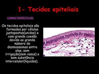 1- Tecidos epiteliais
CARACTERÍSTICAS:
Os tecidos epiteliais são
formados por células
justapostas(unidas) e
com grande coesão
devido ao grande
número de
desmossomas entre
elas, sem
irrigação(sem vasos) e
sem substância
intercelular(líquidos).
 