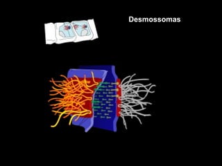 Desmossomas
 
