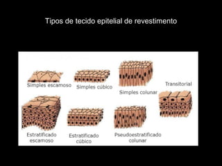 Tipos de tecido epitelial de revestimento
 