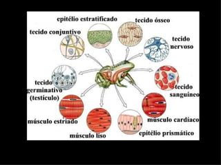 Tecidos animais | PPT
