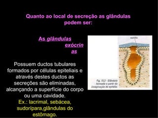Quanto ao local de secreção as glândulas
podem ser:
As glândulas
exócrin
as
Possuem ductos tubulares
formados por células epiteliais e
através destes ductos as
secreções são eliminadas,
alcançando a superfície do corpo
ou uma cavidade.
Ex.: lacrimal, sebácea,
sudorípara,glândulas do
estômago.
 
