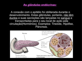 As glândulas endócrinas:
A conexão com o epitélio foi obliterada durante o
desenvolvimento. Estas glândulas, portanto, não têm
ductos e suas secreções são lançadas no sangue e
transportadas para o seu local de ação pela
circulação(Hormônios). Exemplos: Tireóide, Hipófise,
Pâncreas.
 