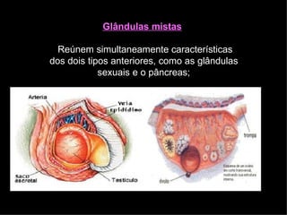 Glândulas mistas
Reúnem simultaneamente características
dos dois tipos anteriores, como as glândulas
sexuais e o pâncreas;
 