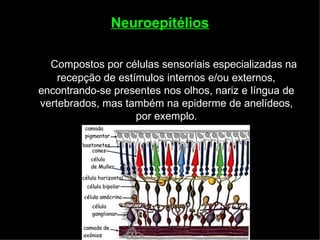 Neuroepitélios
Compostos por células sensoriais especializadas na
recepção de estímulos internos e/ou externos,
encontrando-se presentes nos olhos, nariz e língua de
vertebrados, mas também na epiderme de anelídeos,
por exemplo.
 