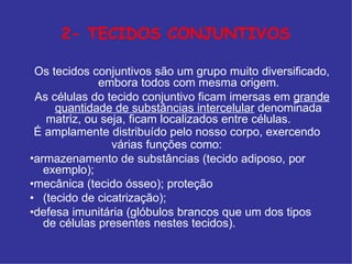 2- TECIDOS CONJUNTIVOS
•
•
•
•
Os tecidos conjuntivos são um grupo muito diversificado,
embora todos com mesma origem.
As células do tecido conjuntivo ficam imersas em grande
quantidade de substâncias intercelular denominada
matriz, ou seja, ficam localizados entre células.
É amplamente distribuído pelo nosso corpo, exercendo
várias funções como:
armazenamento de substâncias (tecido adiposo, por
exemplo);
mecânica (tecido ósseo); proteção
(tecido de cicatrização);
defesa imunitária (glóbulos brancos que um dos tipos
de células presentes nestes tecidos).
 