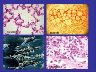 fibroblasto adipócito
macrófago plasmócito
 