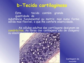 b-Tecido cartilaginoso
Este tecido contém grande
quantidade de
substância fundamental ou matriz, mas numa forma
sólida mas flexível, o que lhe confere elasticidade.
As células adultas das cartilagens designam-se
condrócitos. As fibras das cartilagens são de colágeno
ou elastina, como habitual.
Cartilagem da
traquéia
 