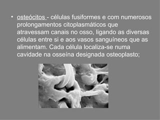 • osteócitos - células fusiformes e com numerosos
prolongamentos citoplasmáticos que
atravessam canais no osso, ligando as diversas
células entre si e aos vasos sanguíneos que as
alimentam. Cada célula localiza-se numa
cavidade na osseína designada osteoplasto;
 