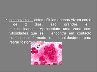 • osteoclastos - estas células apenas vivem cerca
de 2 dias, são grandes e
multinucleadas. Apresentam uma zona com
vilosidades que se encontra em contacto
com o osso formado, o qual destroem para
retirar fósforo e cálcio.
 
