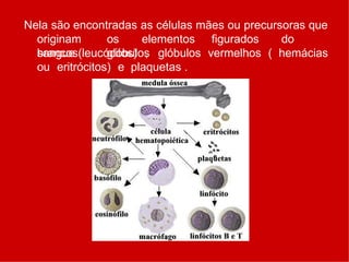 Nela são encontradas as células mães ou precursoras que
originam os elementos figurados do
sangue glóbulos
brancos(leucócitos) , glóbulos vermelhos ( hemácias
ou eritrócitos) e plaquetas .
 